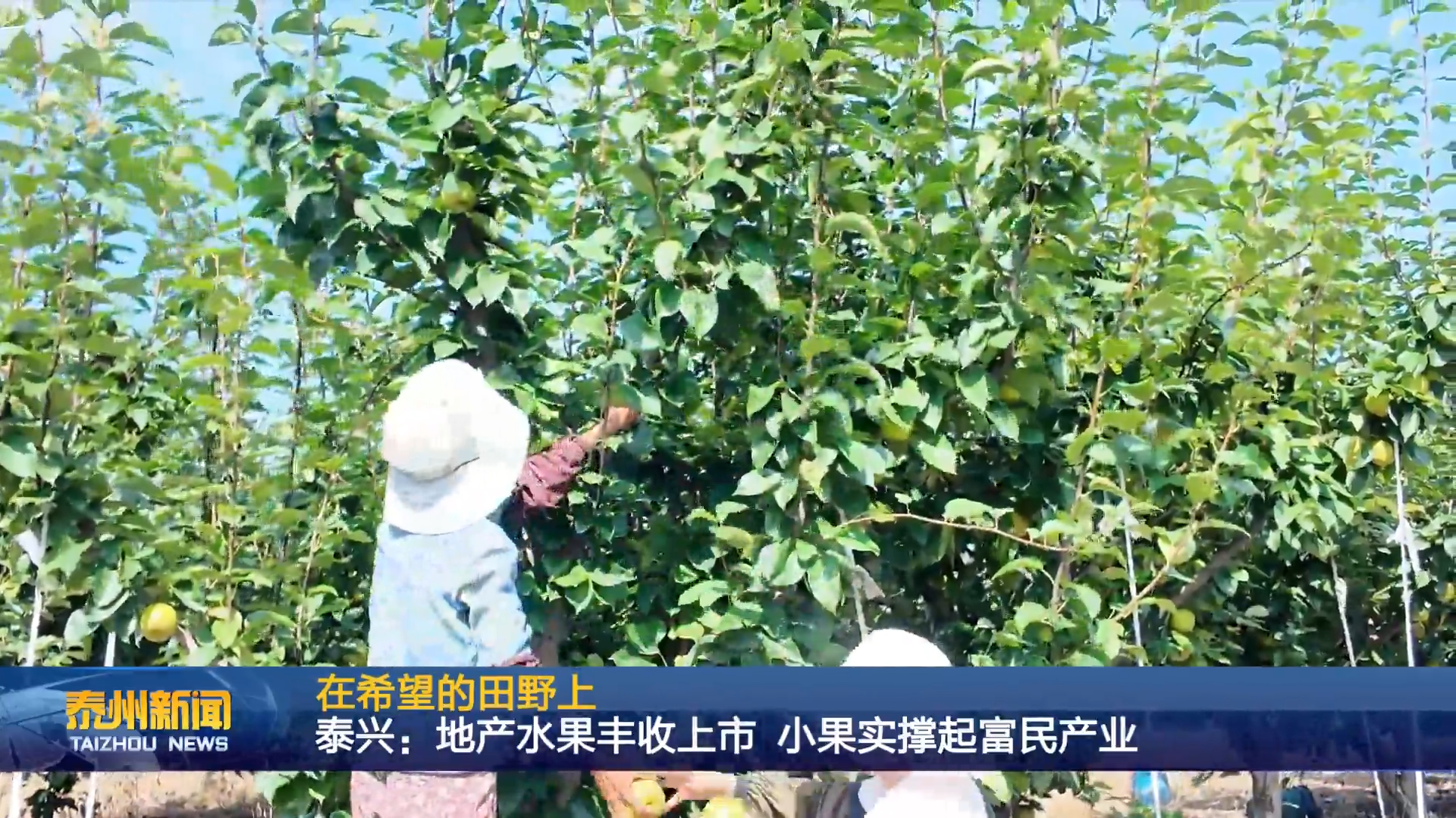 在希望的田野上  泰兴：地产水果丰收上市 小果实撑起富民产业